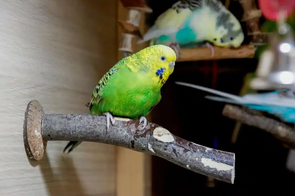 Sitzstangen für Wellensittiche – Naturholz, Durchmesser & Tipps 3 Ein grüner Wellensittich sitzt auf einer naturbelassenen Sitzstange in seinem Käfig.