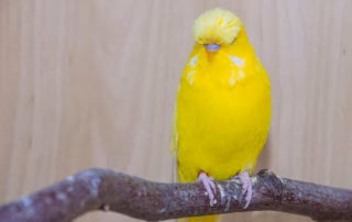 Sitzstangen für Wellensittiche – Naturholz, Durchmesser & Tipps 5 Gelber Wellensittich Hahn sitzt auf einer Sitzstange aus Naturholz mit neutralen Hintergrund