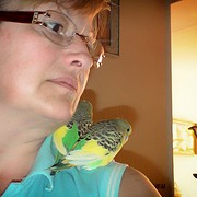 Wellensititchzüchter in Cottbus