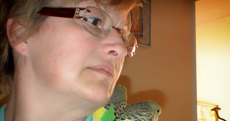 Wellensititchzüchter in Cottbus