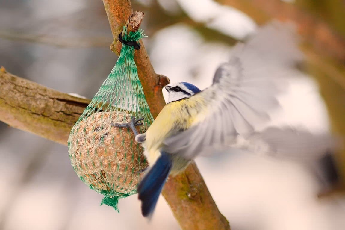 Vögel im Winter füttern