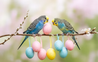 Ostern mit Wellensittichen: So feierst du ein schönes Fest 4 Zwei Wellensittiche sitzen zu Ostern auf einen Zweig mit bunten Ostereiern.