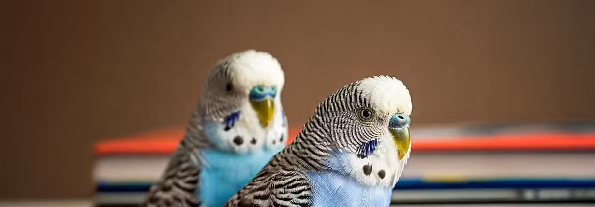 Zwei Wellensittiche stehen auf einem Buch