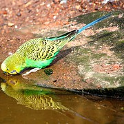Trinkwasser Wellensittich