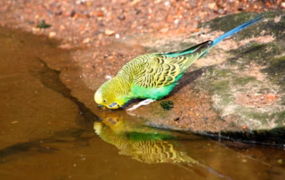 Wellensittich trinkt Wasser am Ufer – Symbolbild für Trinkwasser und Trinken.