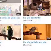 wellensittich-video-youtube