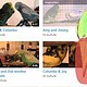wellensittich-video-youtube