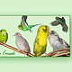 birds-online-wellensittich