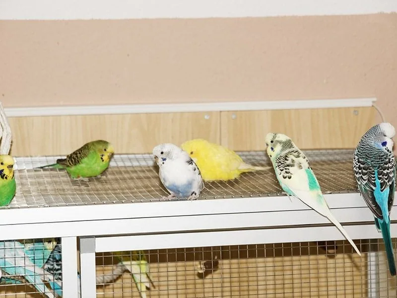 Wellensittich Voliere aus Aluminium – Erfahrungsbericht, Vorteile & Tipps 3 Wellensittiche auf Aluminium Voliere