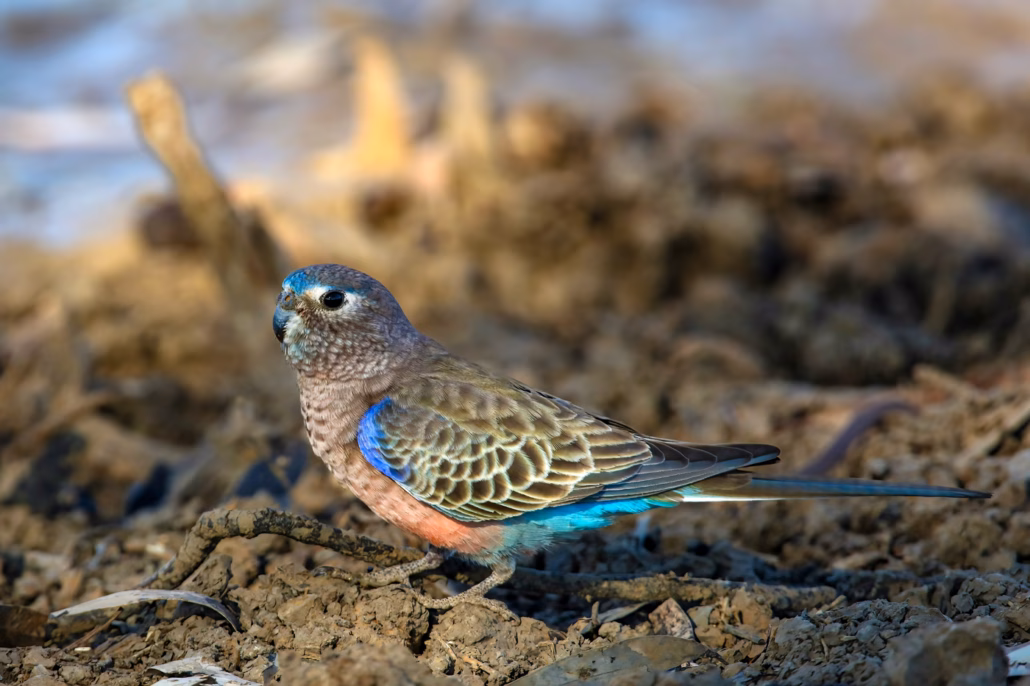 Der charmante Bourkesittich: Wissenswertes & Haltungstipps 3 Bourkesittich Männchen in Wildfarbe sitzt am Boden, pastellrosa Brust und blaues Bürzelgefieder in natürlicher Umgebung