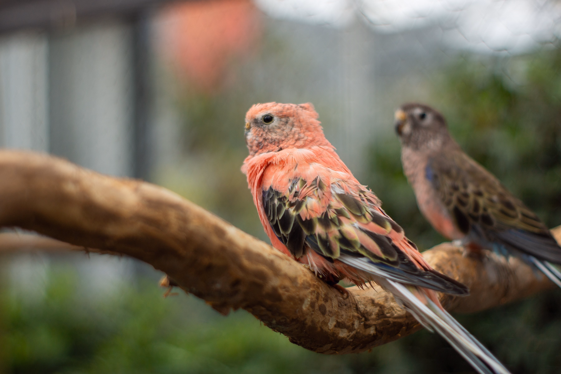 Zwei Bourkesittiche auf einem Ast, einer mit rosafarbenem Gefieder im Vordergrund, der andere mit braun-grünen Tönen im Hintergrund.
