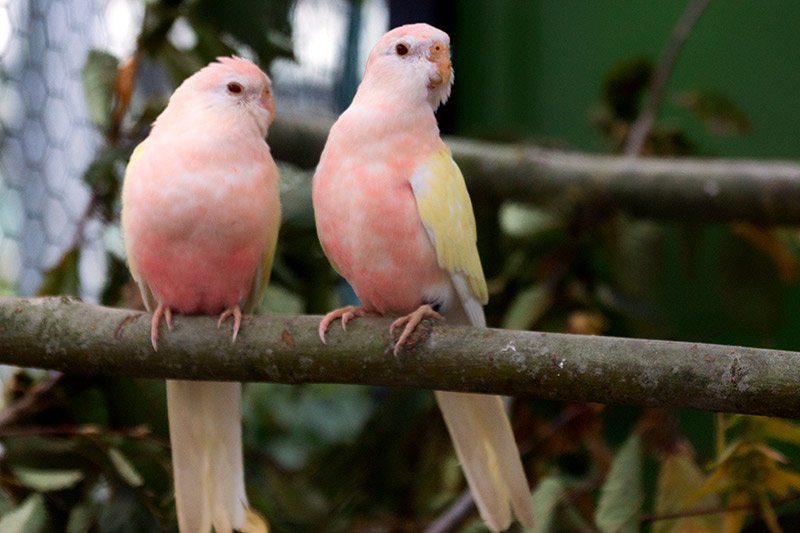 Zwei Bourkesittiche (Lutino) sitzen zusammengerückt auf einem Ast