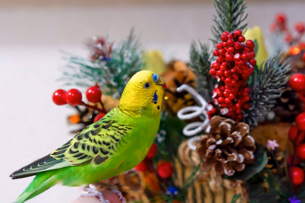 Weihnachten mit Wellensittichen: So wird's ein fröhliches Fest 3 Wellensittich sitzt neben Weihnachtsdeko mit roten Beeren, Zapfen und Tannengrün