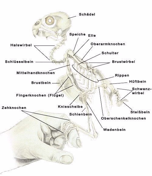 Skelett vom Wellensittich: Anatomie, Leichtbau & Flugfunktionen 2 Beschriftetes Skelett eines Wellensittichs (Knochengerüst)