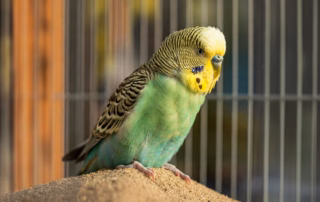 Ein grüner Wellensittich steht auf einem Berg von Vogelsand.