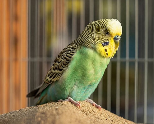Ein grüner Wellensittich steht auf einem Berg von Vogelsand.