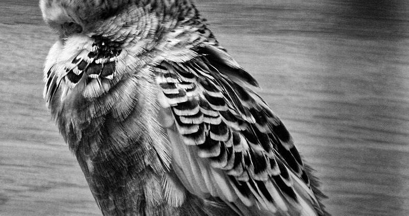 Ein kranker Wellensittich verändert sein Verhalten