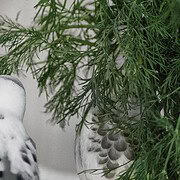 Wellensittiche fressen Dill