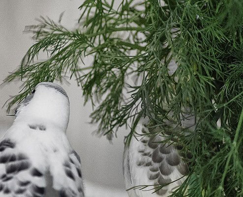 Wellensittiche fressen Dill