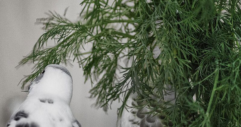 Wellensittiche fressen Dill