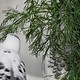 Wellensittiche fressen Dill
