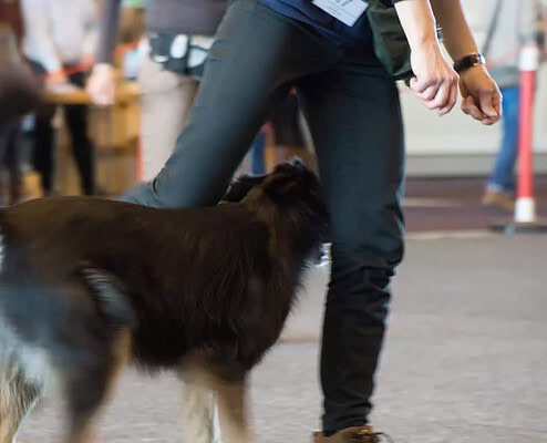 Beschäftigung für Hunde - ForFour Hundeschule