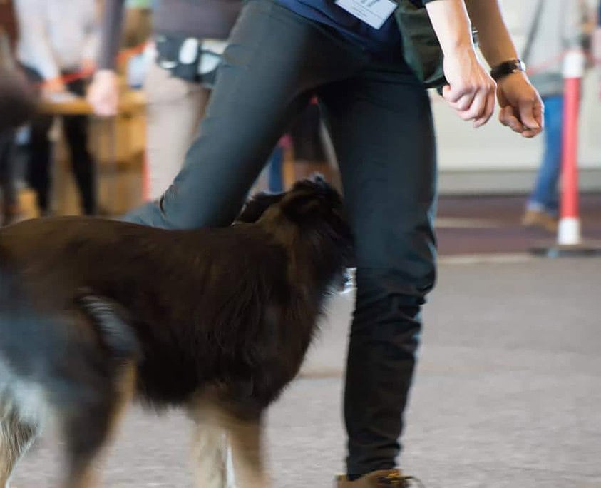 Beschäftigung für Hunde - ForFour Hundeschule