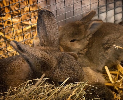 Kleintiere und Nager auf der Tiermesse in Rostock