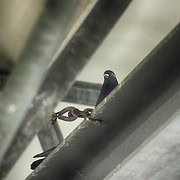 Vogelmord