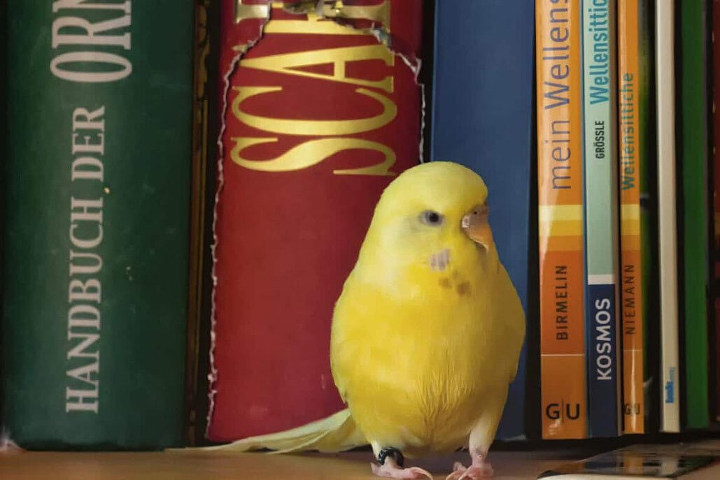 Wellensittich knabbert an Bücher