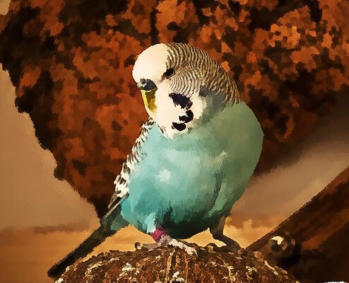 Wellensittich als Aquarell