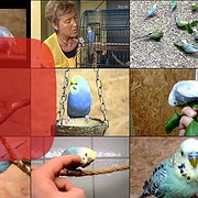 Wellensittich Video