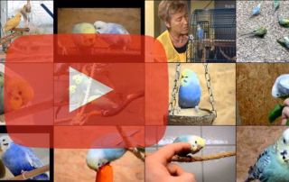 Wellensittich Video