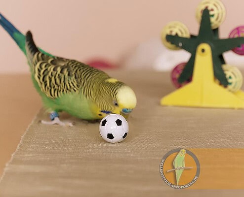 Wellensittich spielt mit ball