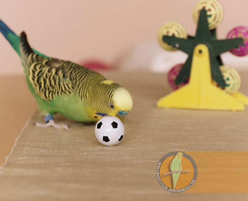 Wellensittich spielt mit ball