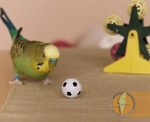 Wellensittich nähert sich den Ball