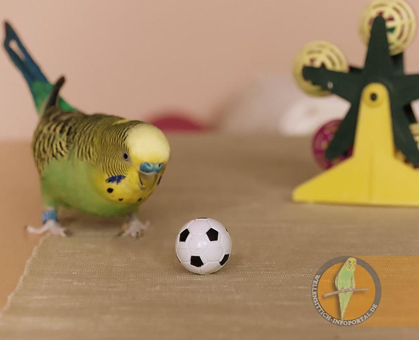 Wellensittich nähert sich den Ball