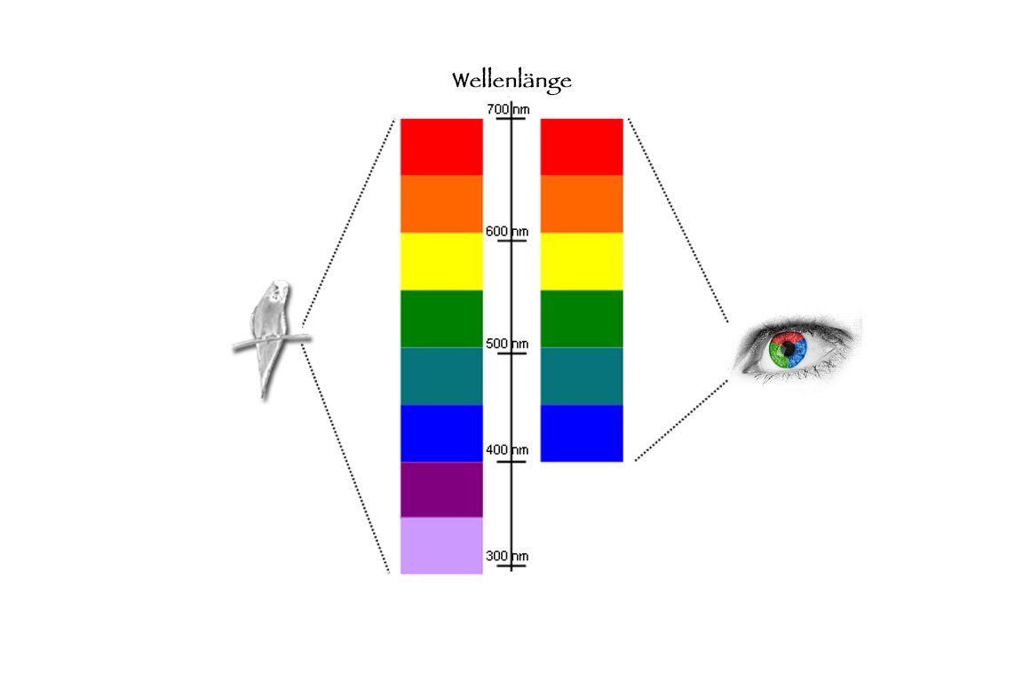 Welche Farben sehen Wellensittiche