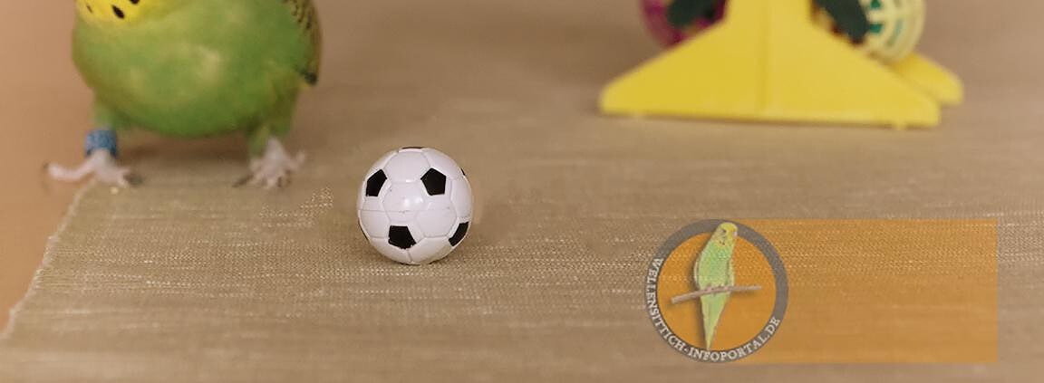 Wellensittich skeptisch wegen dem Ball