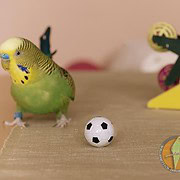 Wellensittich skeptisch wegen dem Ball