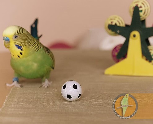 Wellensittich skeptisch wegen dem Ball
