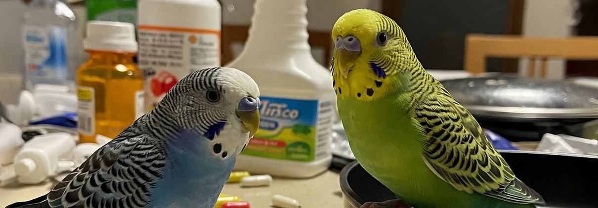 Häufige Ursachen für eine Vergiftung beim Wellensittich