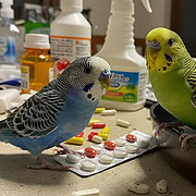 Häufige Ursachen für eine Vergiftung beim Wellensittich