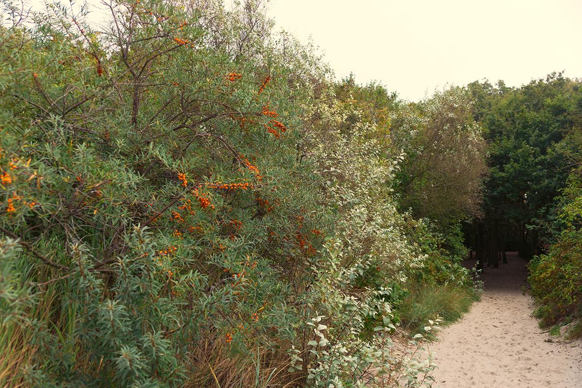 Sanddornstrauch mit Steinfrüchten