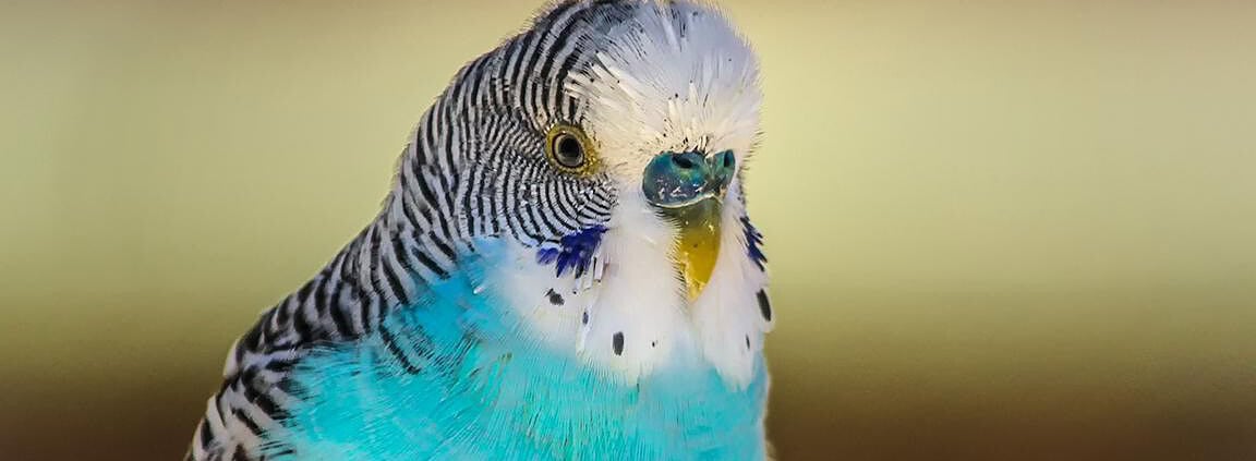 Wellensittich in der Mauser