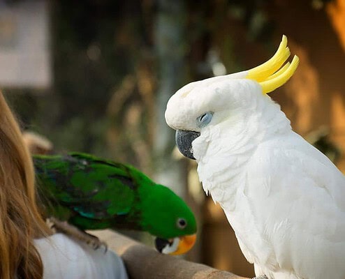 Vogelschau Rostock Kakadu