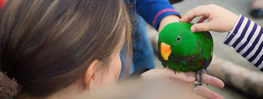 Kinder streicheln Papagei bei einer Vogelschau