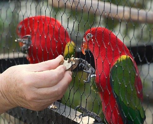 Vogelschau Rostock Loris_1
