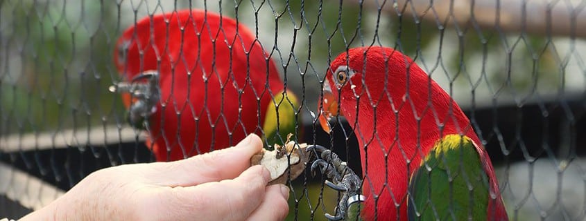 Vogelschau Rostock Loris_1