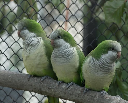 Vogelschau Rostock Mönchsittich